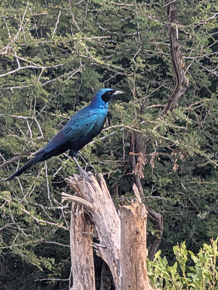 Burchell's Starling - ML639088135