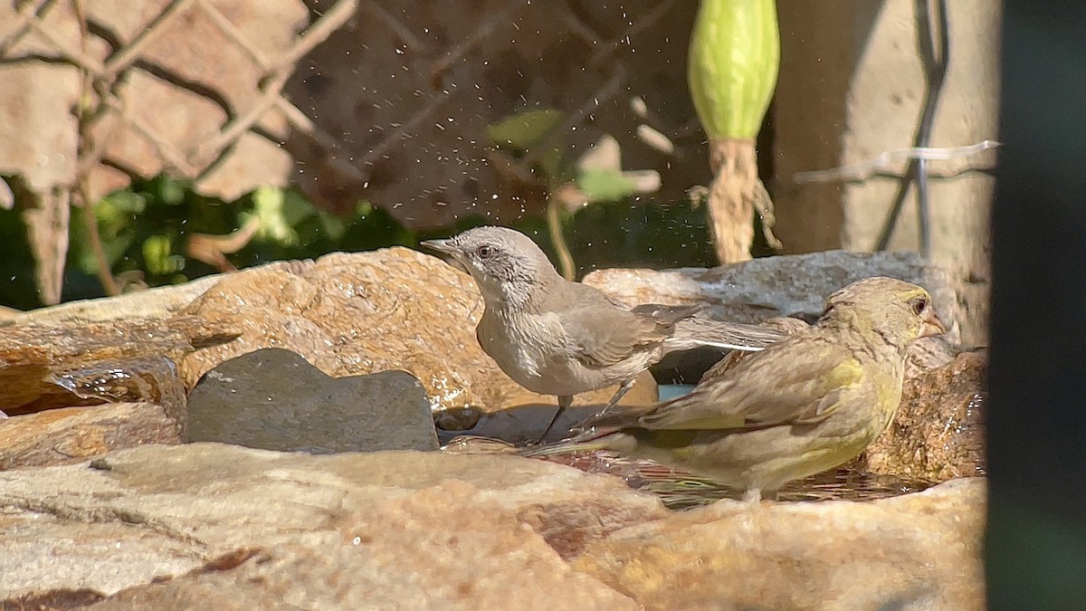 Lesser Whitethroat - ML639088142