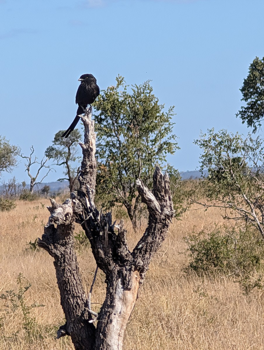 Magpie Shrike - ML639088167