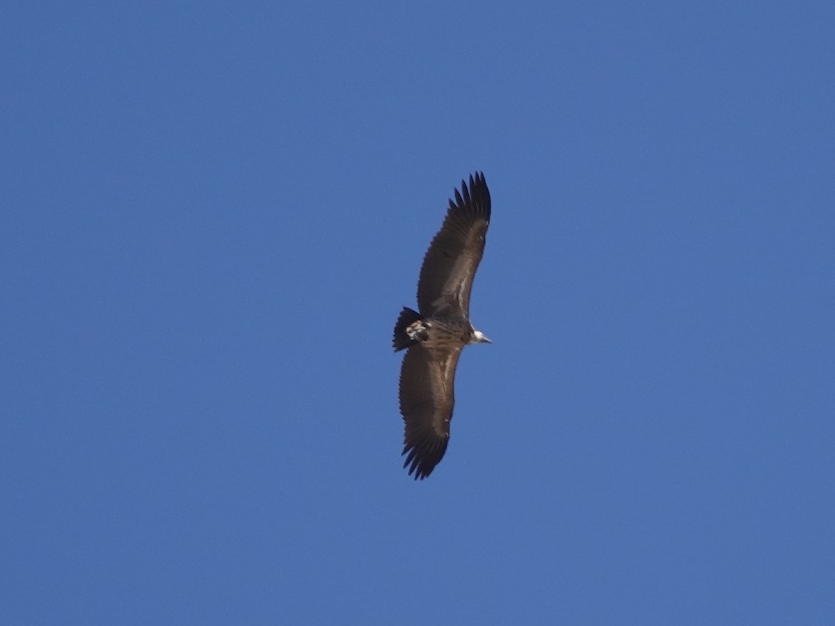 White-backed Vulture - ML639088190