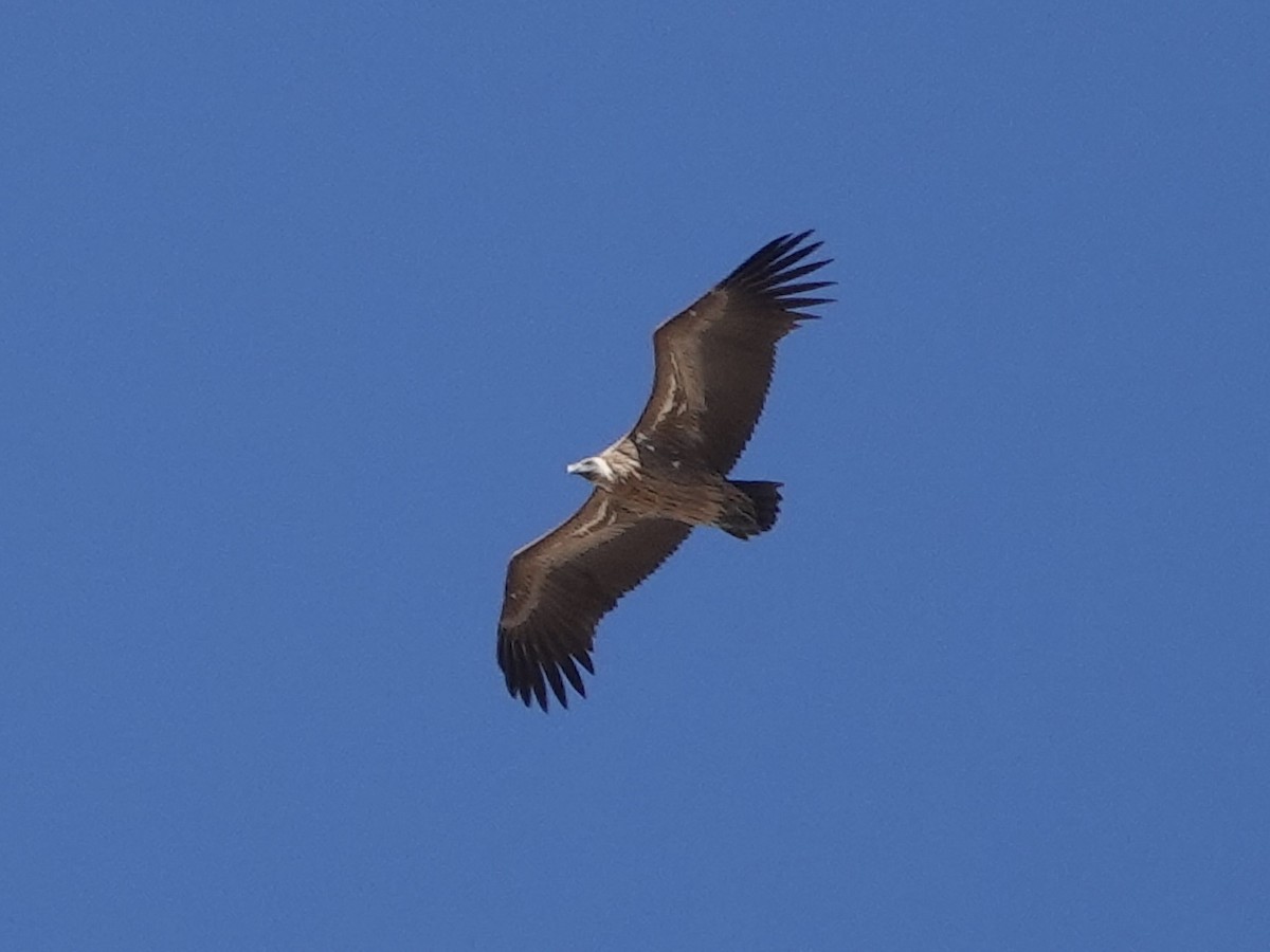White-backed Vulture - ML639088191