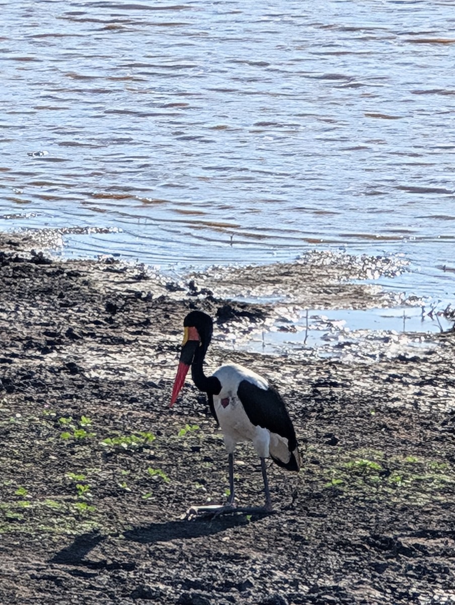 Saddle-billed Stork - ML639088221