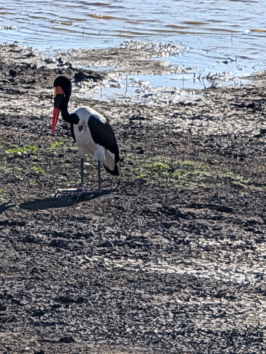 Saddle-billed Stork - ML639088222
