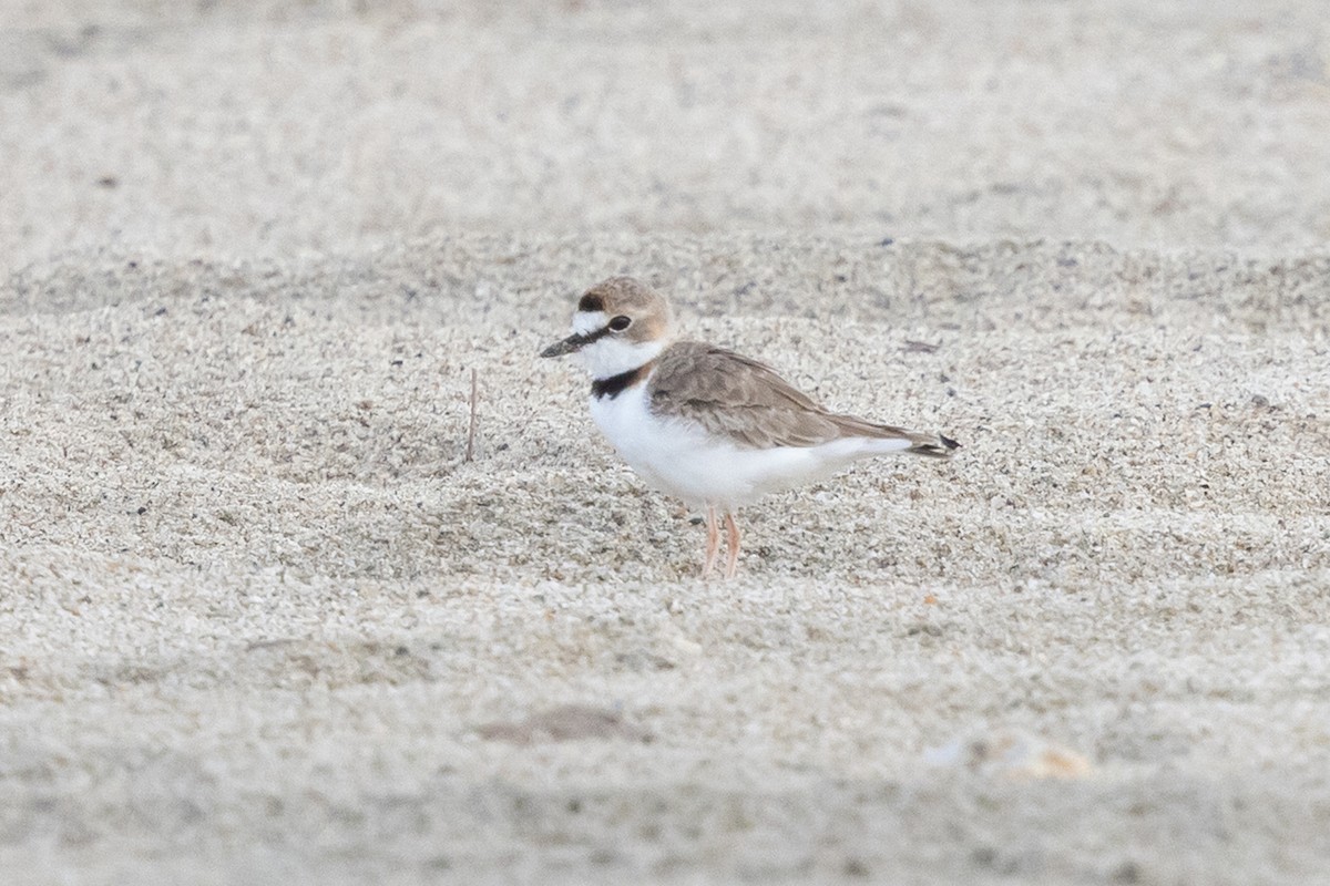Collared Plover - ML639088232