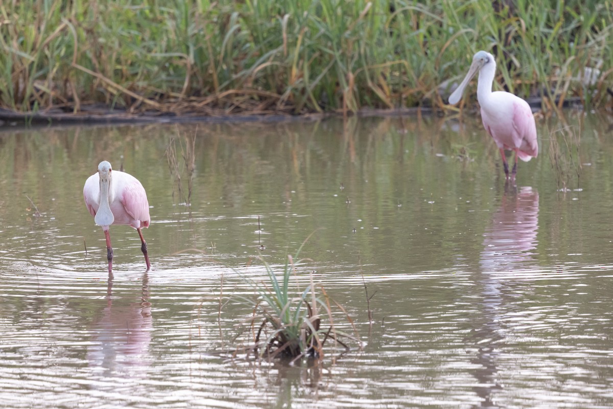 Roseate Spoonbill - ML639088245