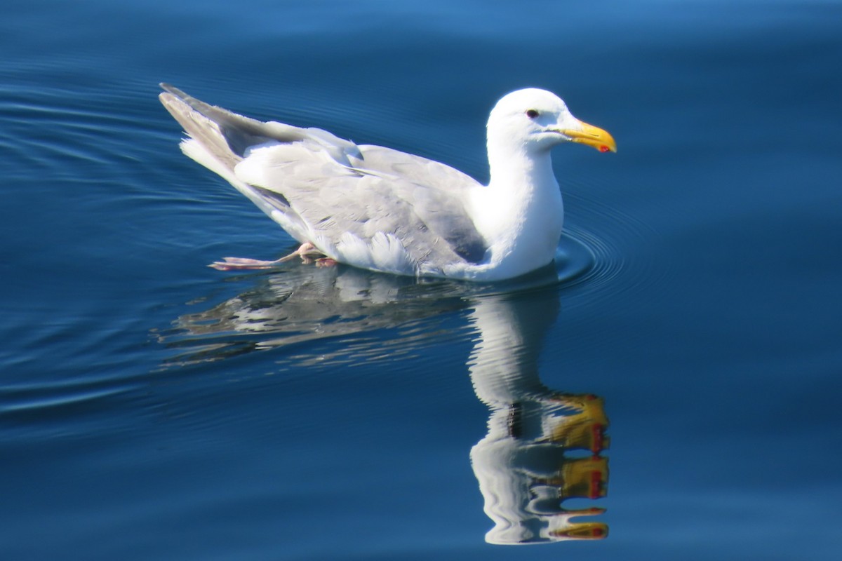 Glaucous-winged Gull - ML639088253