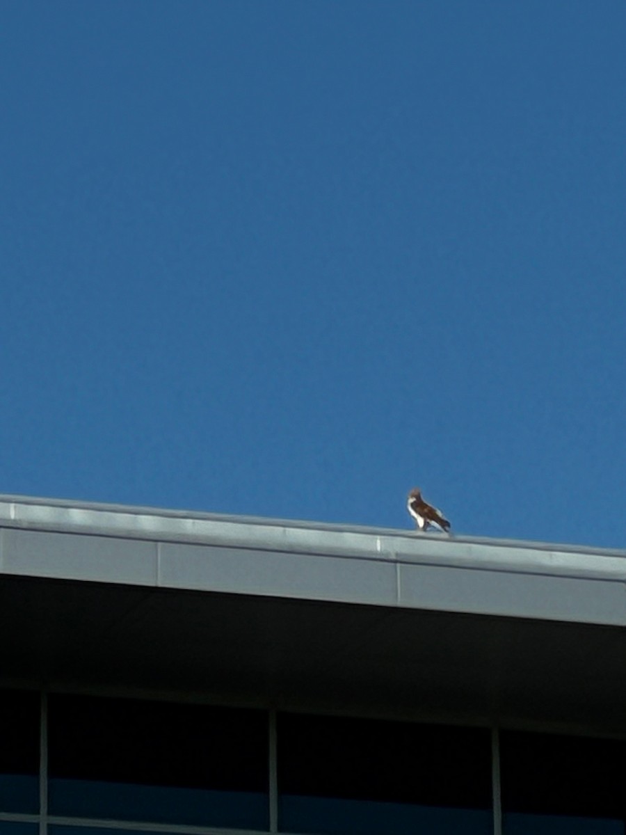 Rotschwanzbussard - ML639088261