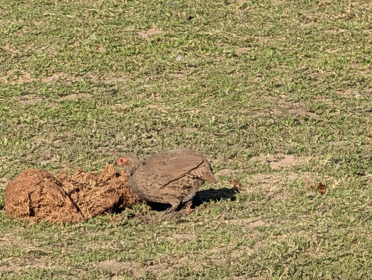 Swainson's Spurfowl - ML639088299