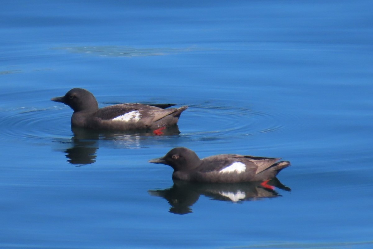 Pigeon Guillemot - ML639088315