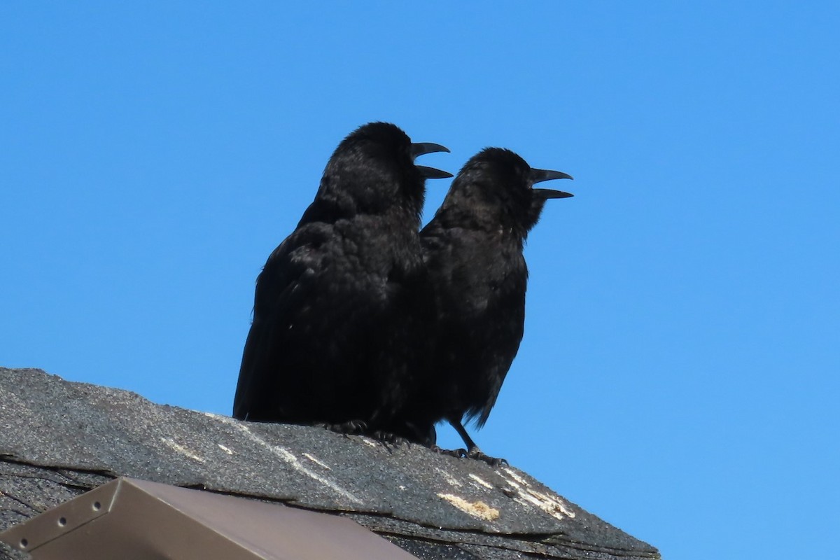 American Crow - ML639088325