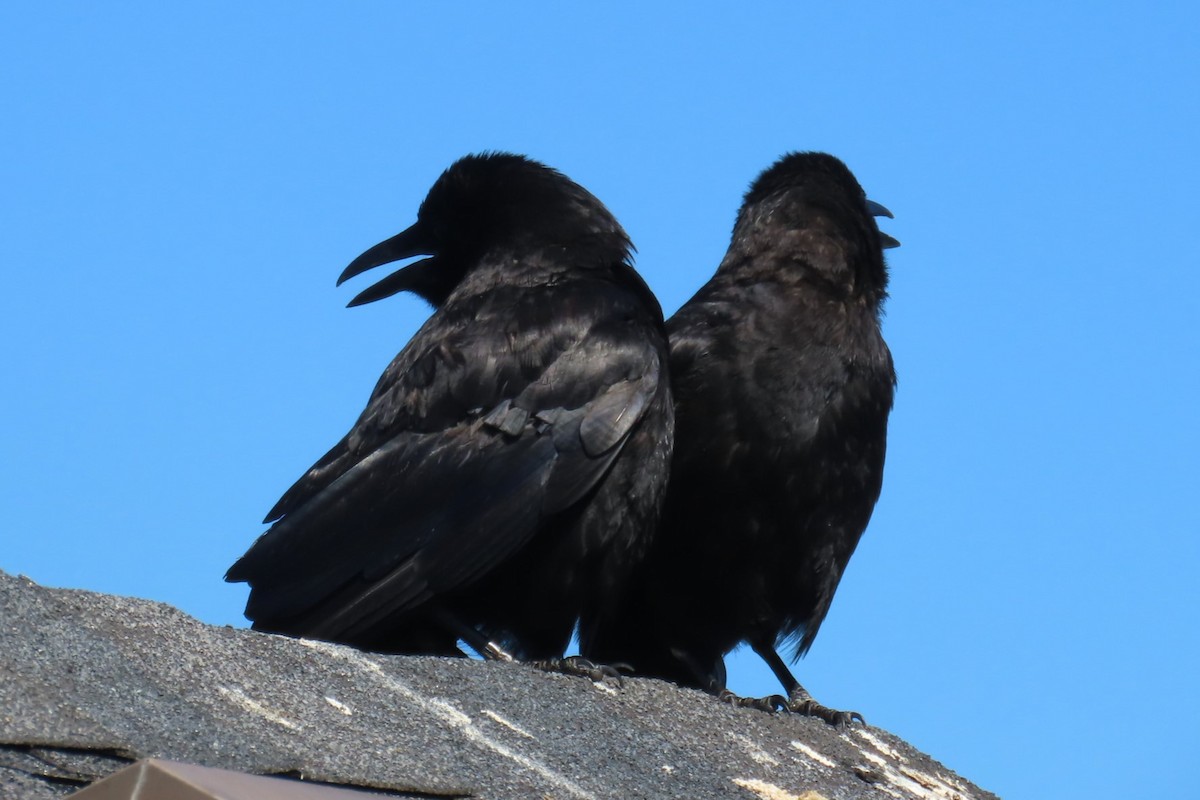 American Crow - ML639088327