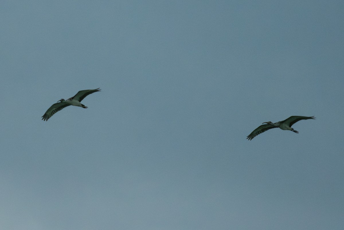 White Ibis - ML639088353
