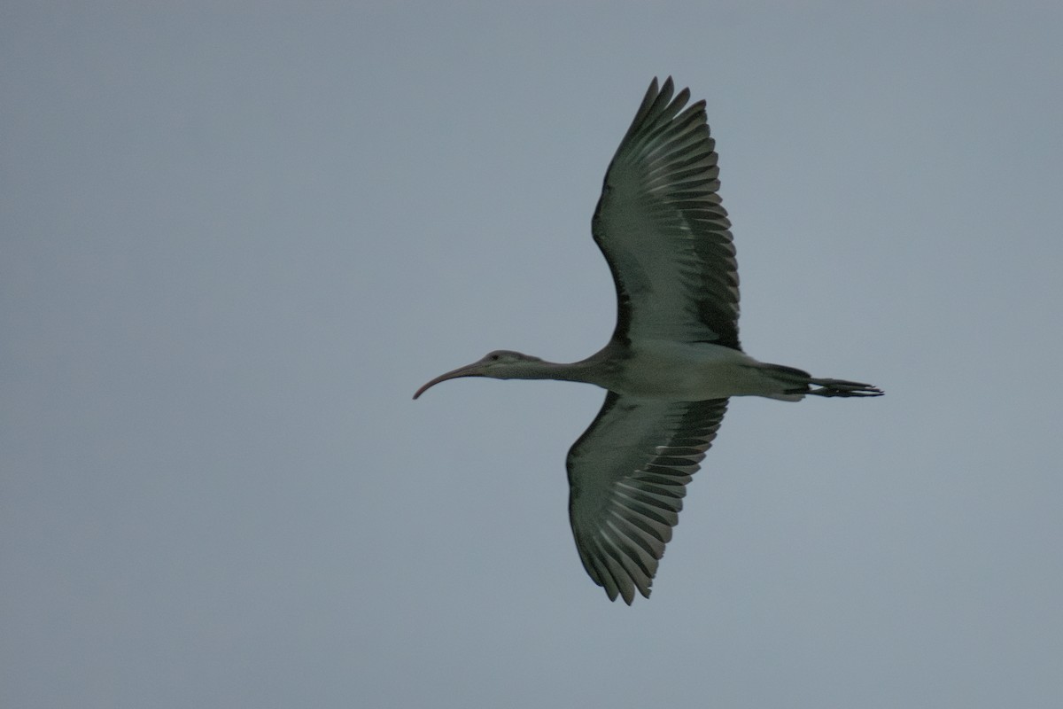 White Ibis - ML639088358