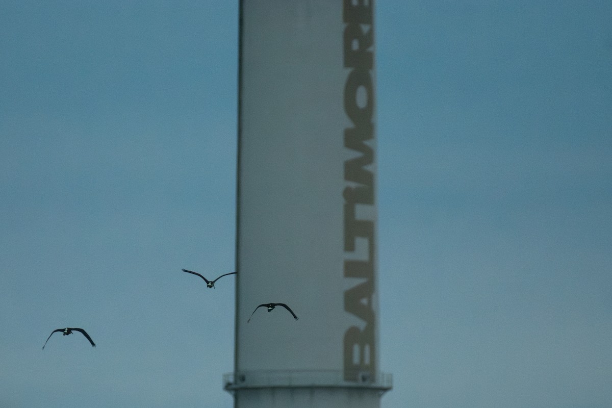 White Ibis - ML639088360