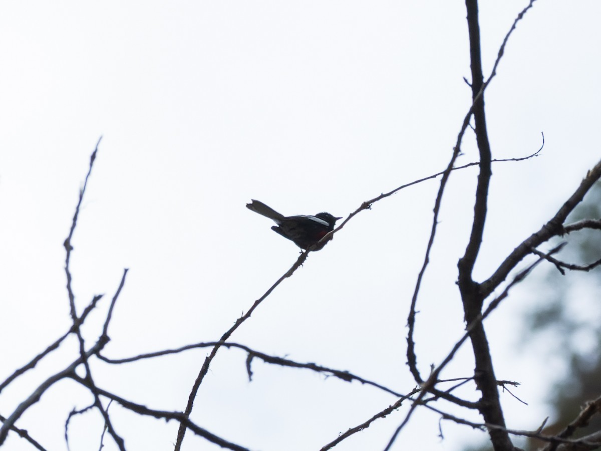 Rotbrust-Waldsänger - ML639088377