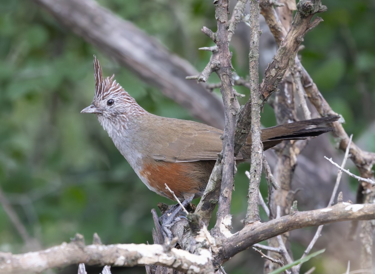 Crested Gallito - ML639088383