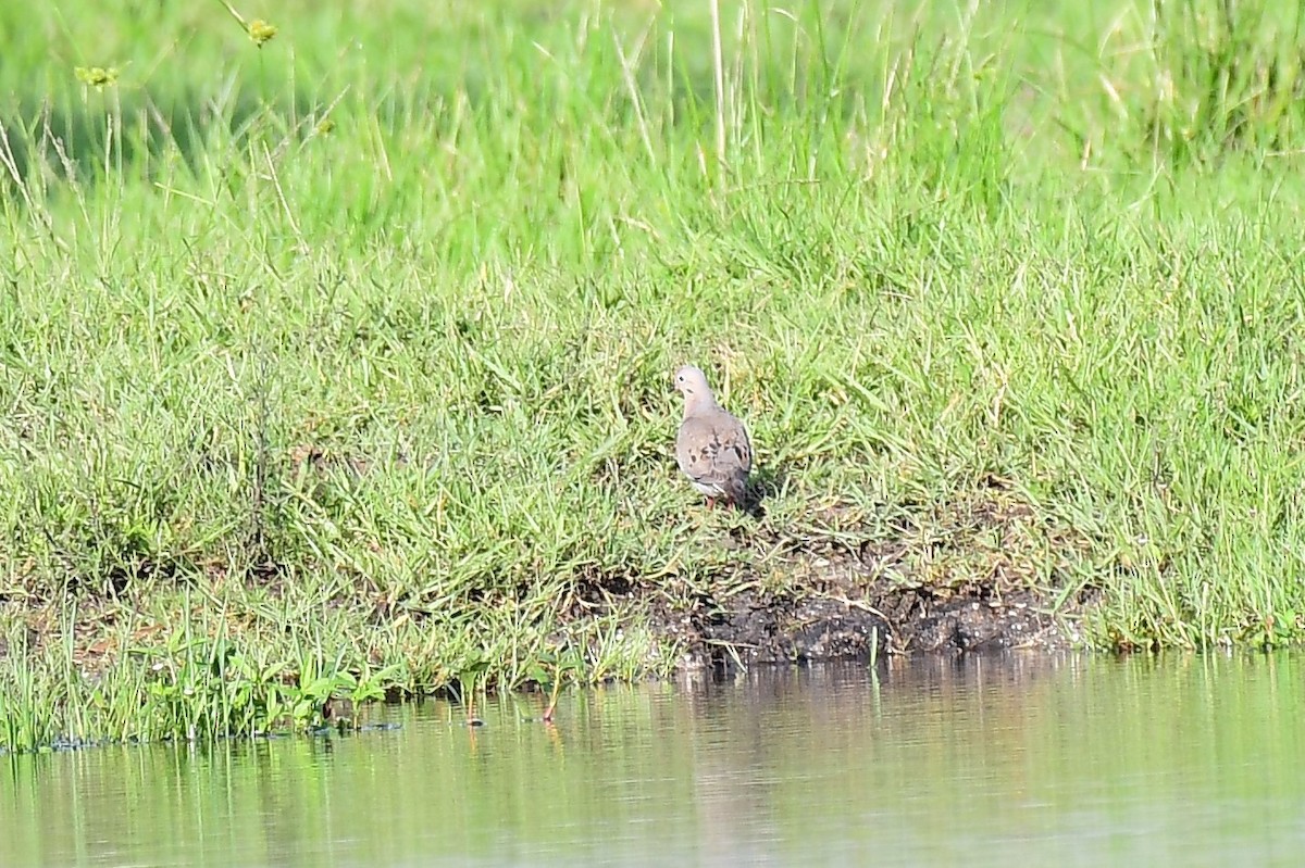 Mourning Dove - ML639088402