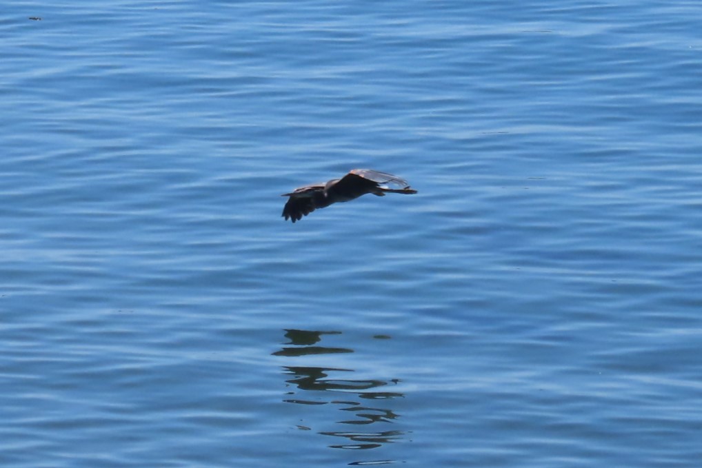 Great Blue Heron - ML639088423