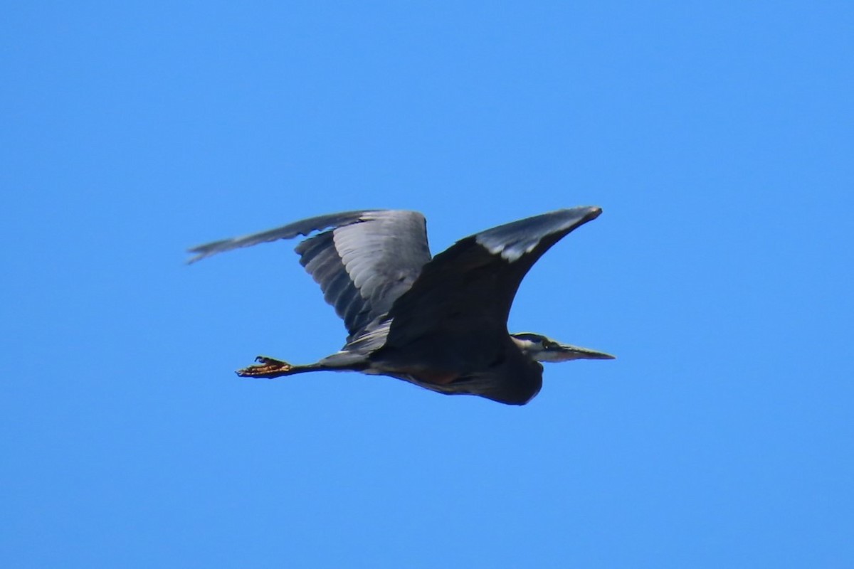 Great Blue Heron - ML639088425