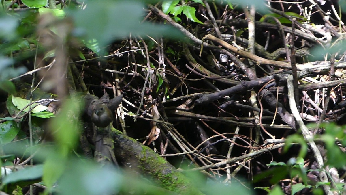 Scaly-breasted Wren - ML639088487