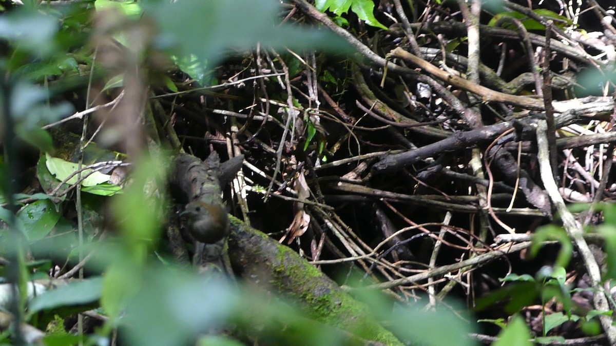 Scaly-breasted Wren - ML639088496