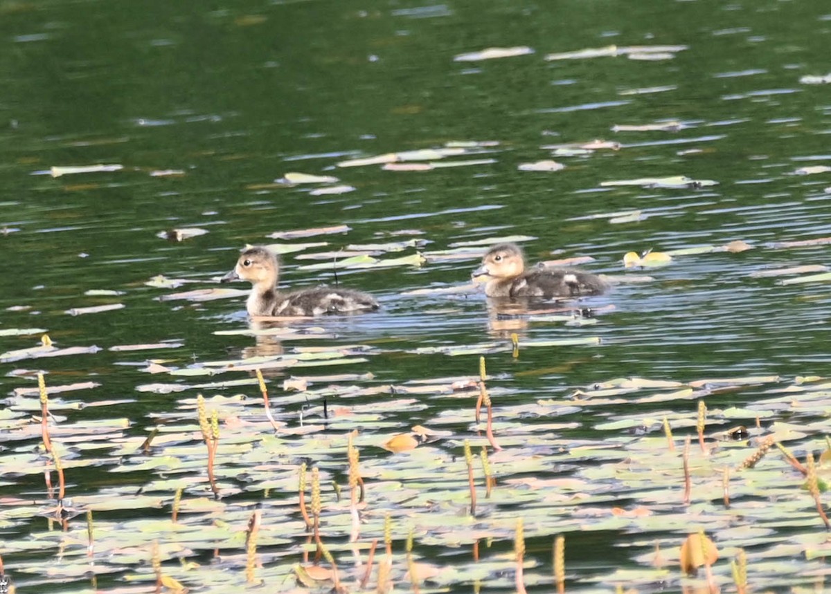 American Wigeon - ML639088518
