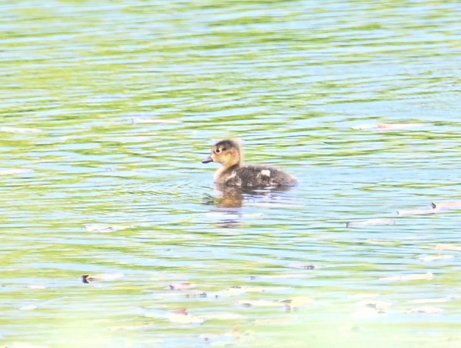 American Wigeon - ML639088519