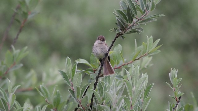 White-throated Flycatcher - ML639088546