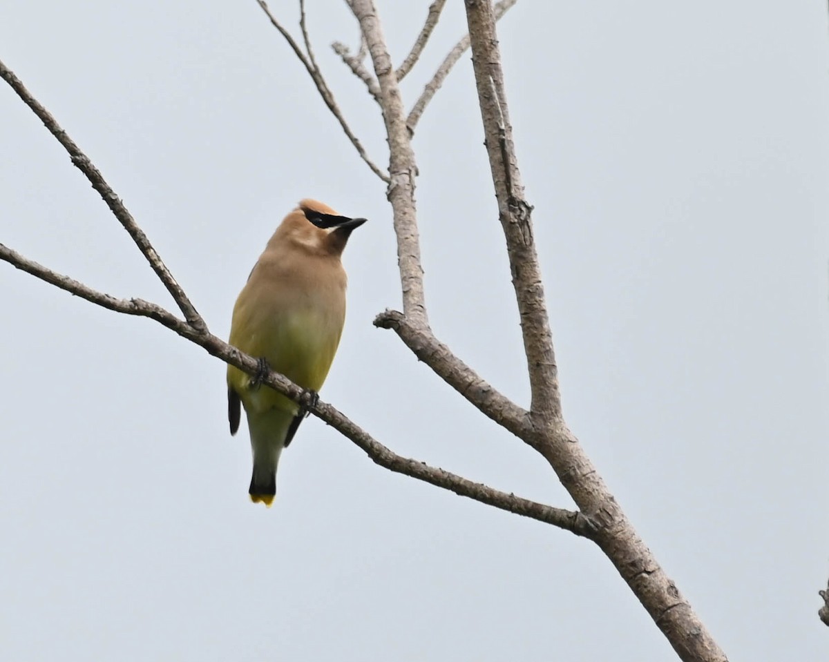 Cedar Waxwing - ML639088547