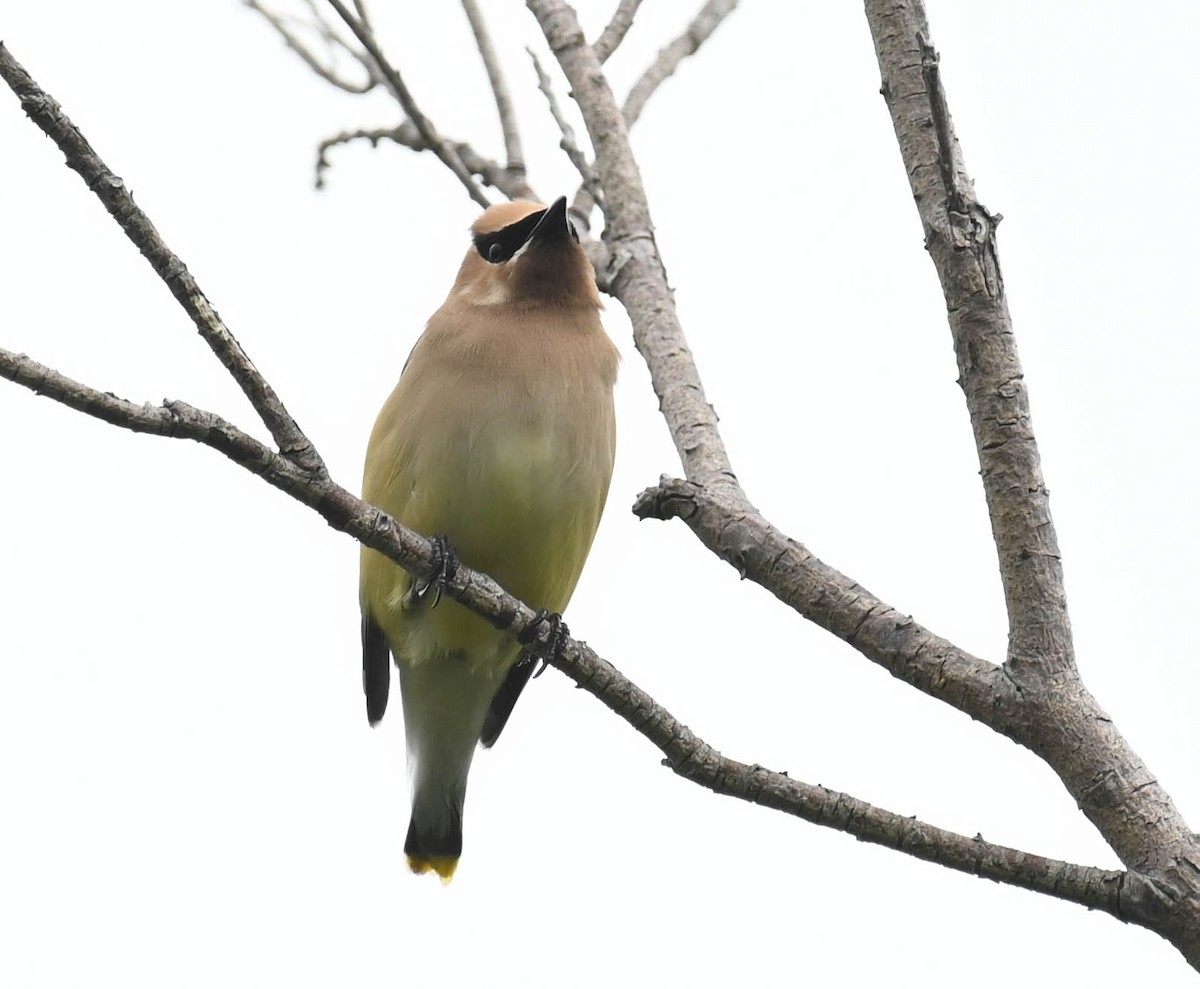 Cedar Waxwing - ML639088548