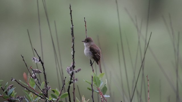 White-throated Flycatcher - ML639088554