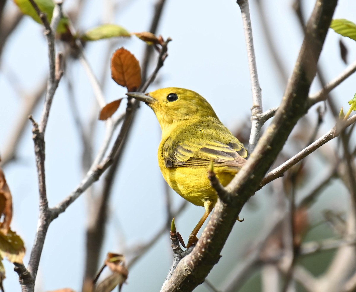 Yellow Warbler - ML639088558