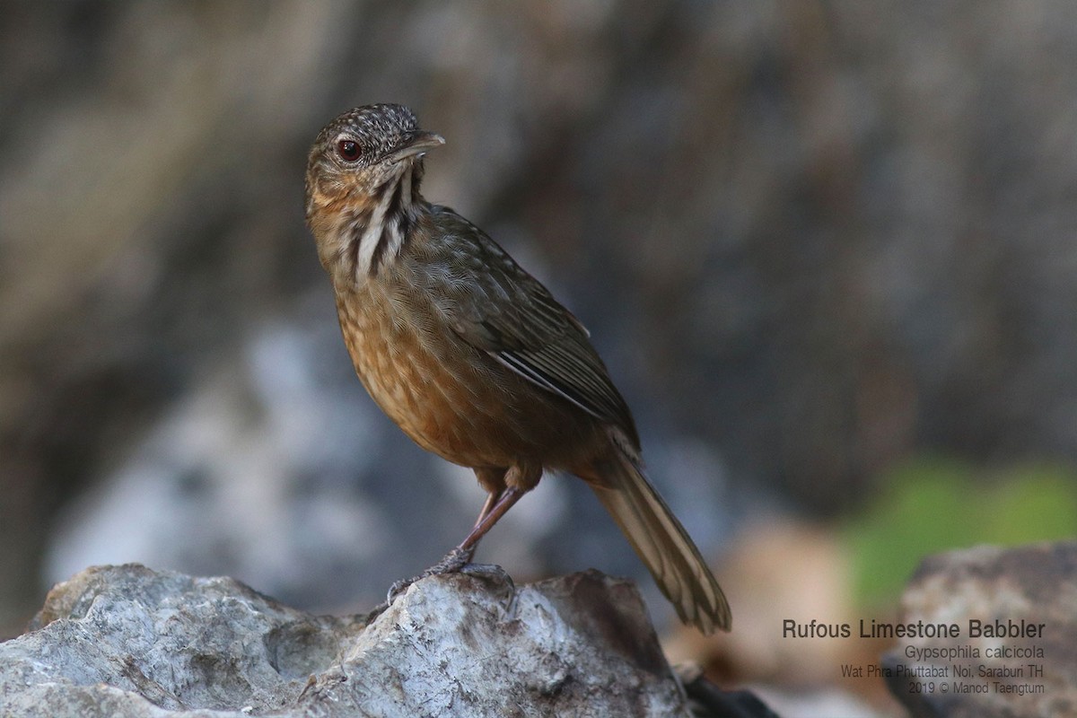 Rufous Limestone Babbler - ML639088576