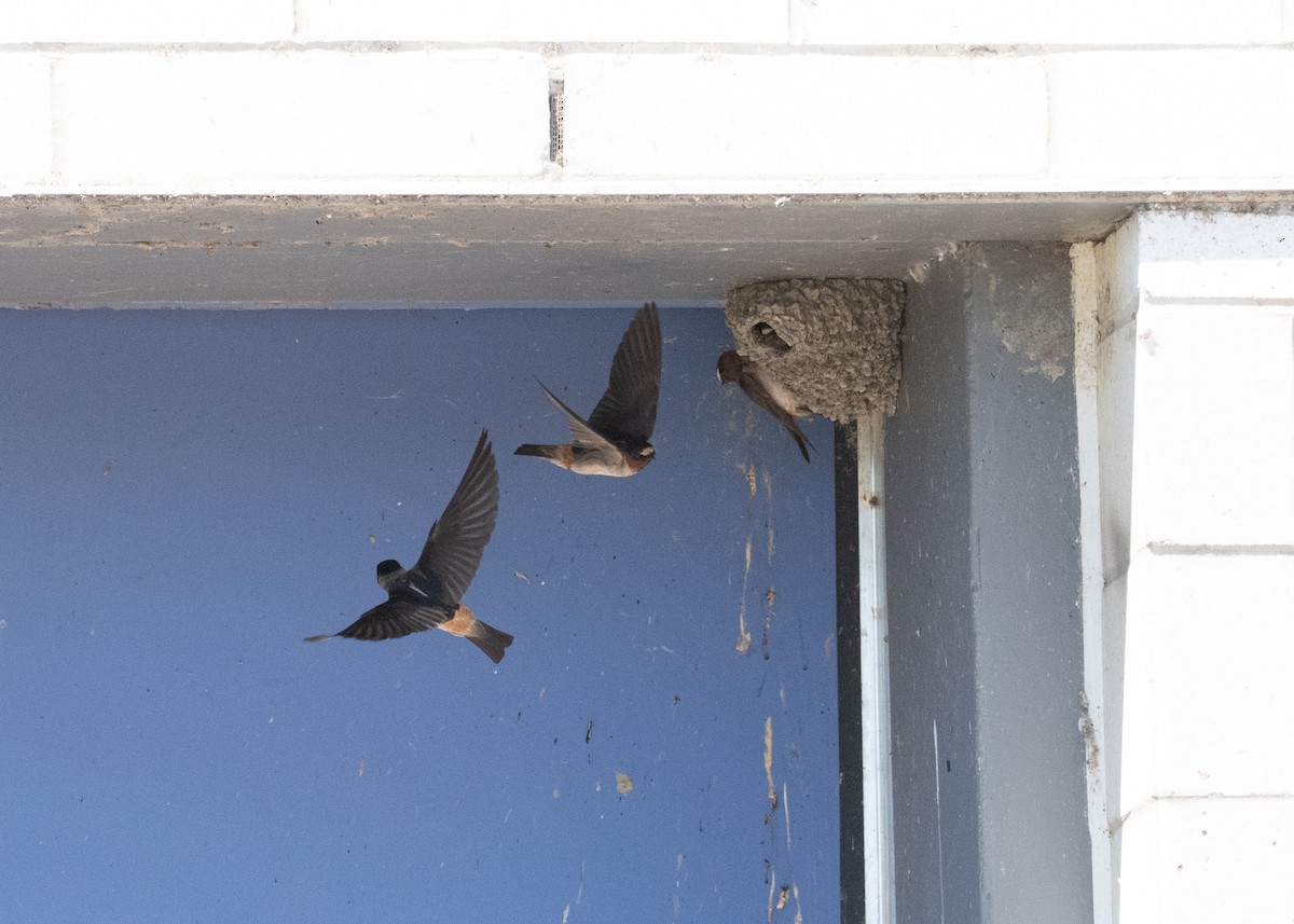 Cliff Swallow - ML639088649
