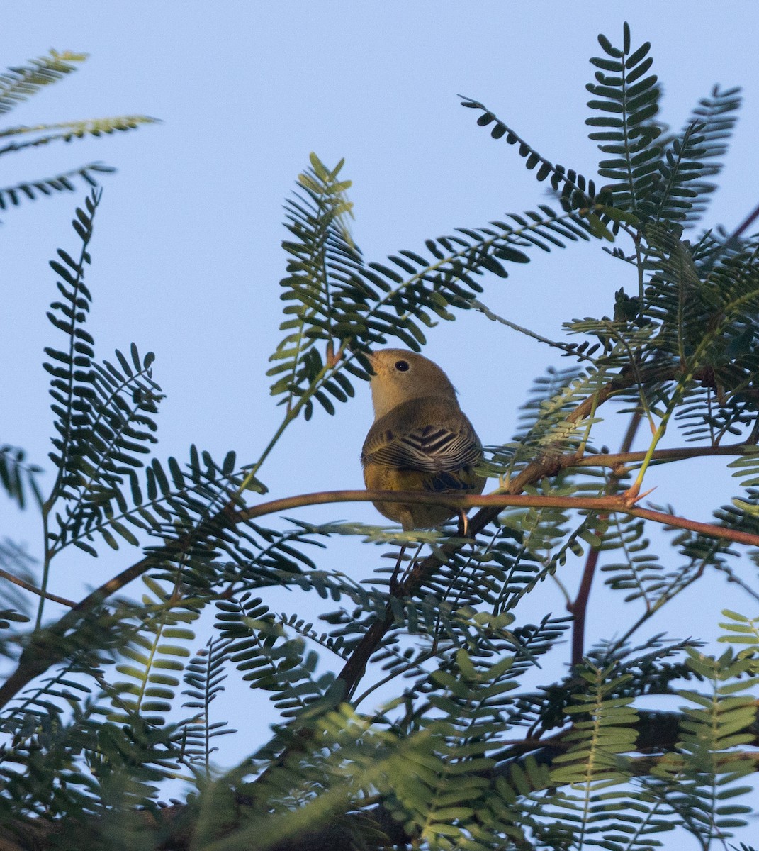 Yellow Warbler (Northern) - ML639088656