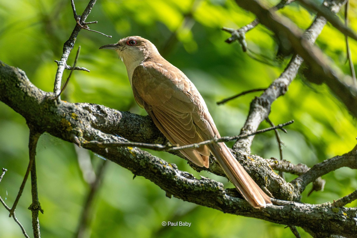Black-billed Cuckoo - ML639088677