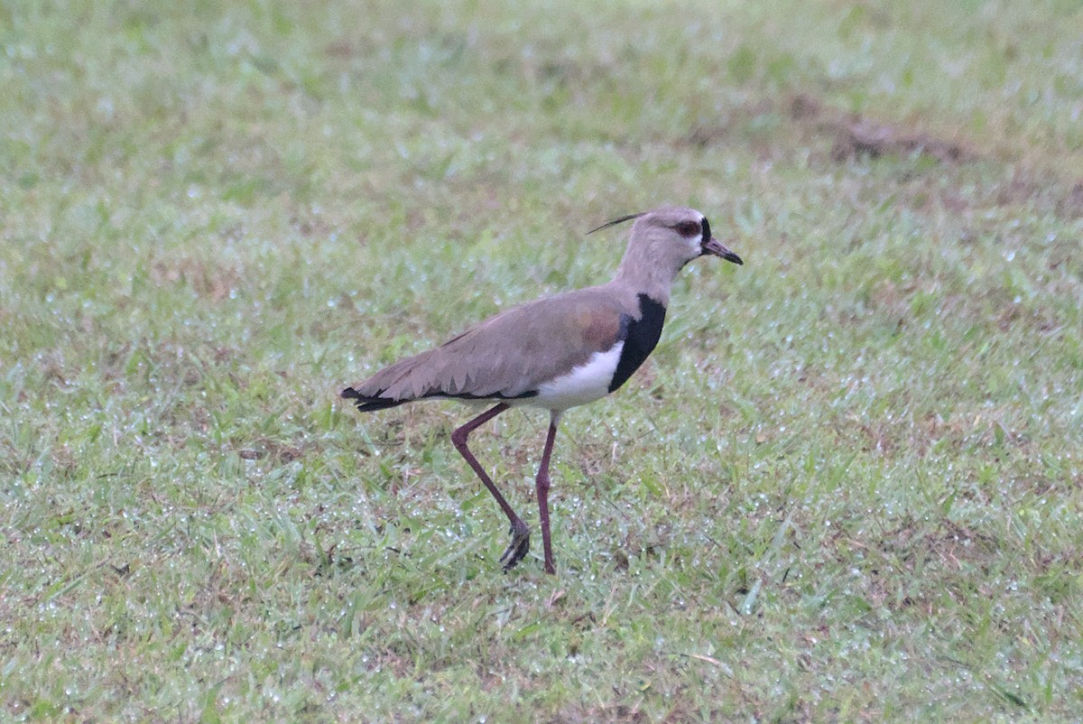 Southern Lapwing - ML639088719