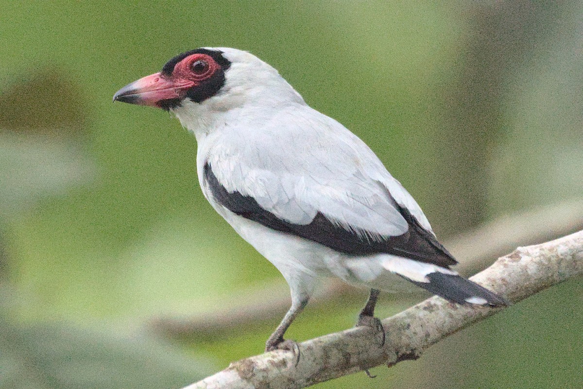 Masked Tityra - ML639088800