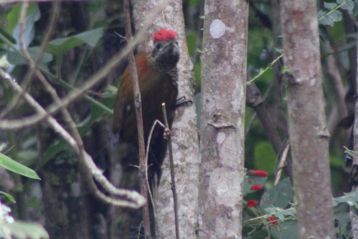Bar-bellied Woodpecker - ML639088807