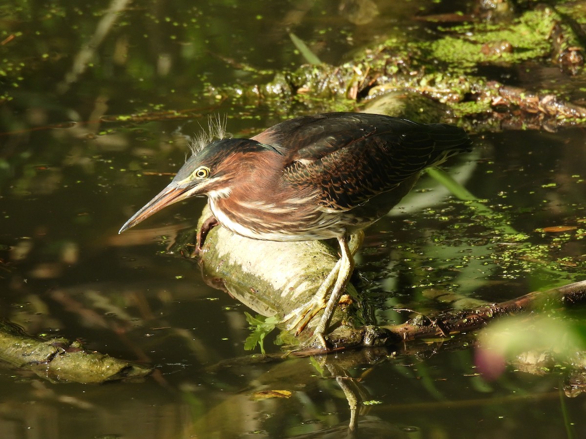 Green Heron - ML639088847