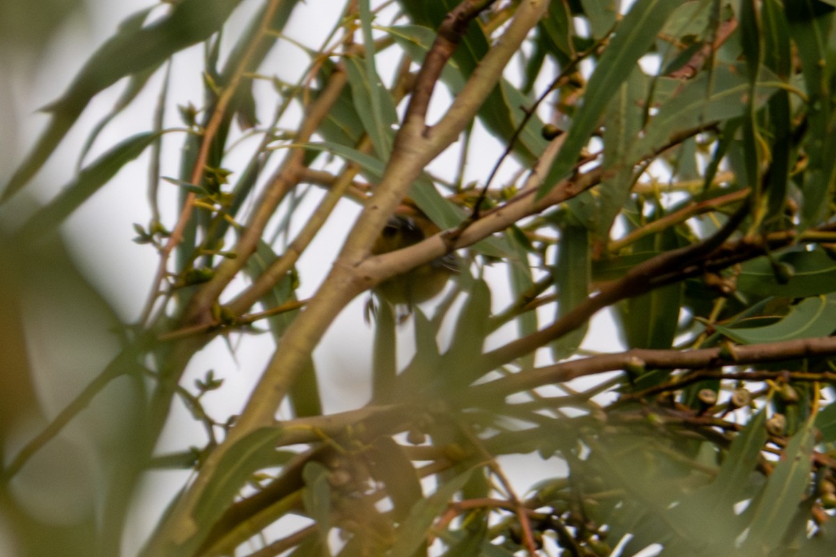 Forty-spotted Pardalote - ML639088859