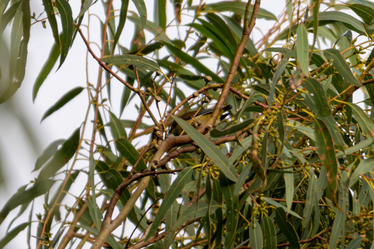 Forty-spotted Pardalote - ML639088860