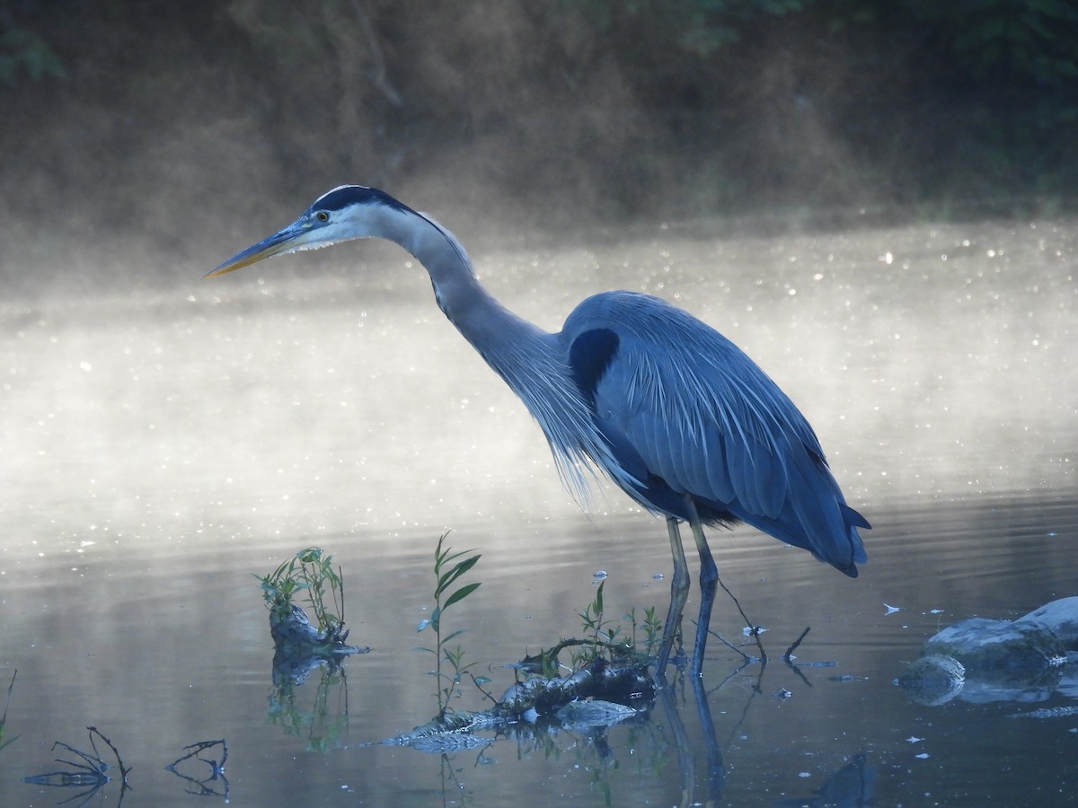Great Blue Heron - ML639088864