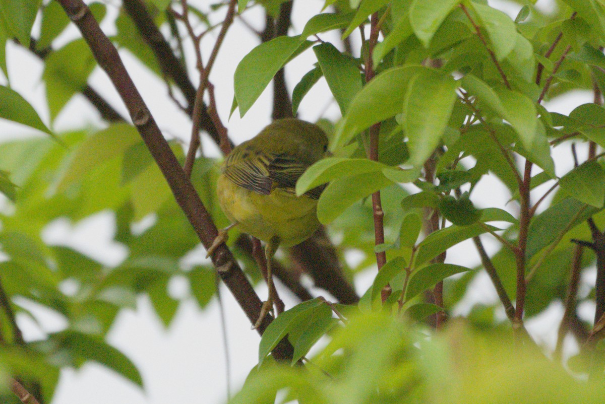 Yellow Warbler - ML639088869