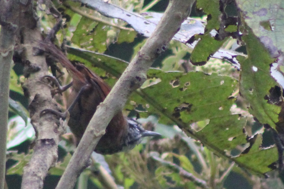 Plain-tailed Wren (Western) - ML639088870