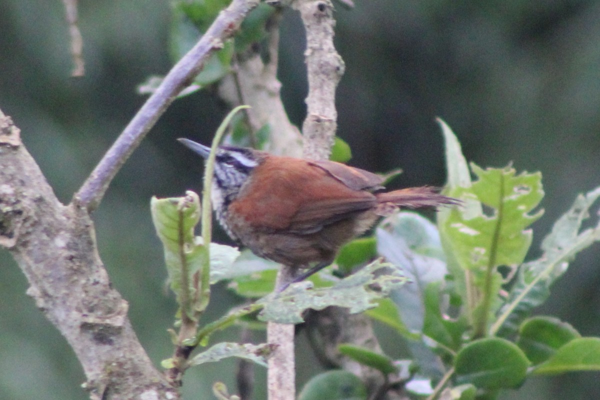 Plain-tailed Wren (Western) - ML639088872