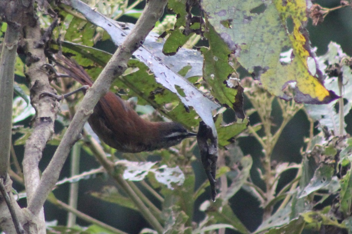 Plain-tailed Wren (Western) - ML639088873