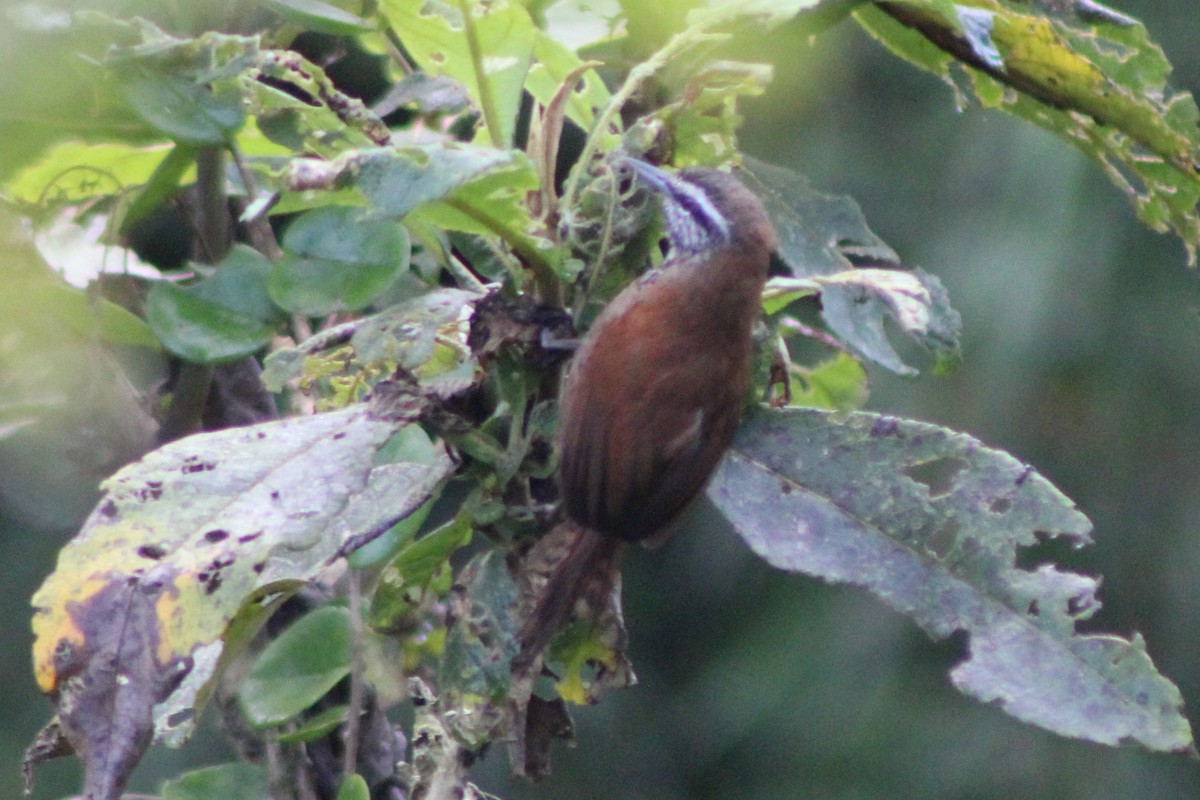 Plain-tailed Wren (Western) - ML639088874