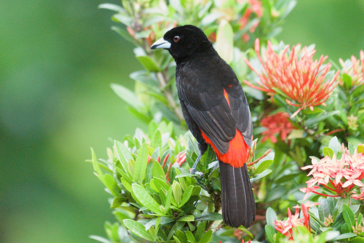 Scarlet-rumped Tanager - ML639088884