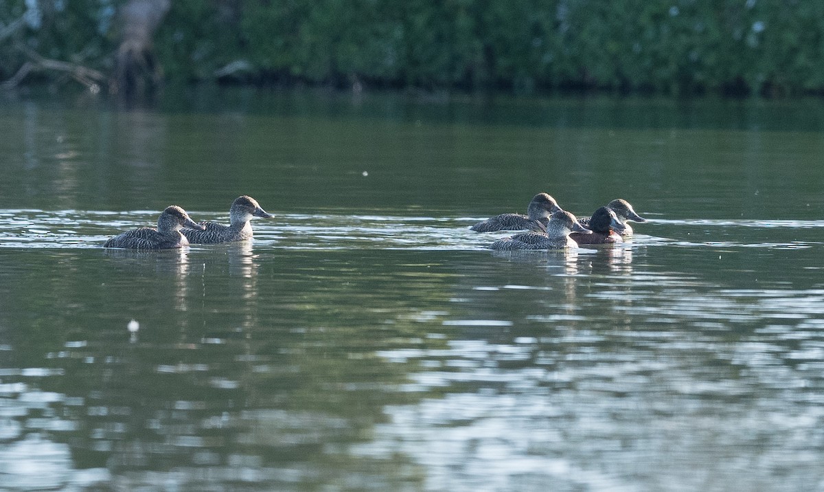 kachnice australská - ML639088910